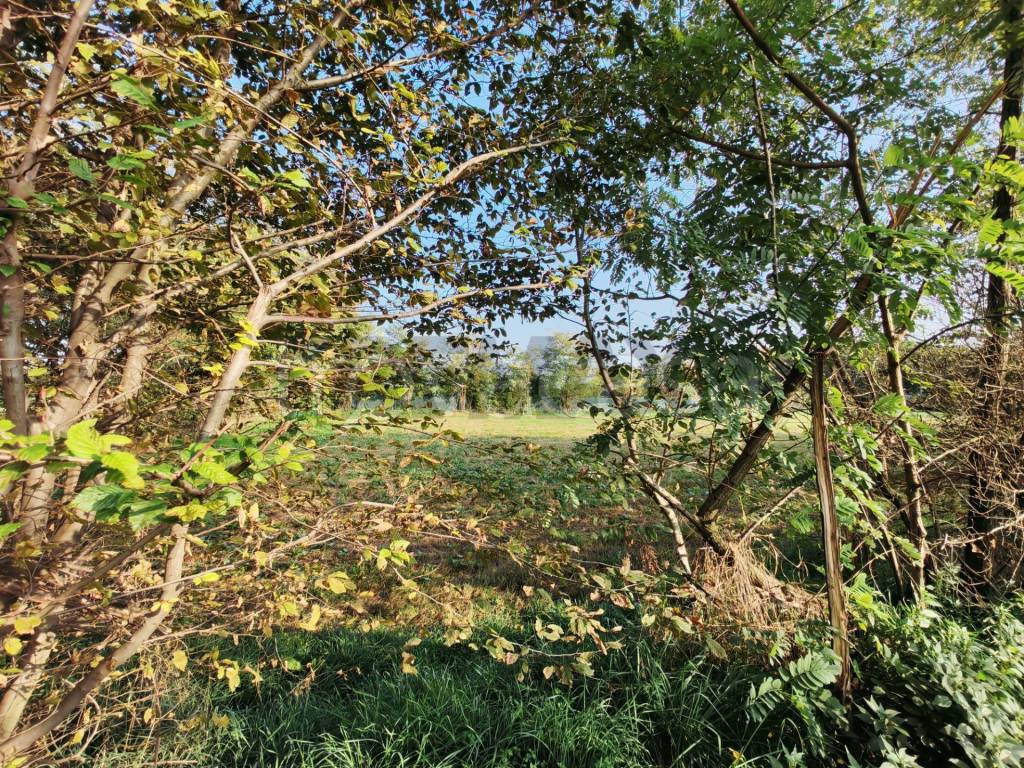 immagine annuncio 4 di 11