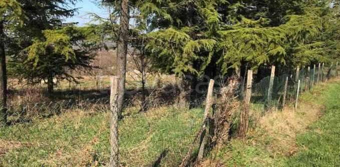 immagine annuncio 3 di 8