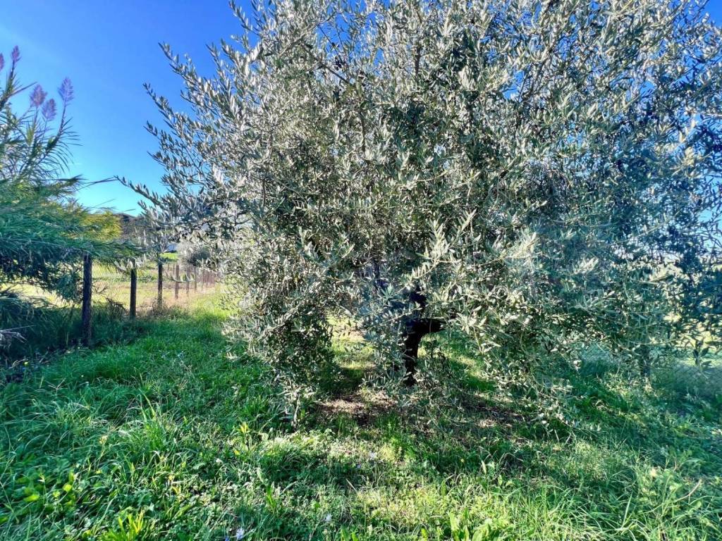 immagine annuncio 3 di 7