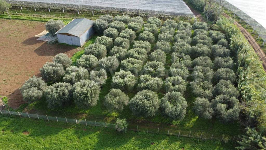 immagine annuncio 2 di 7