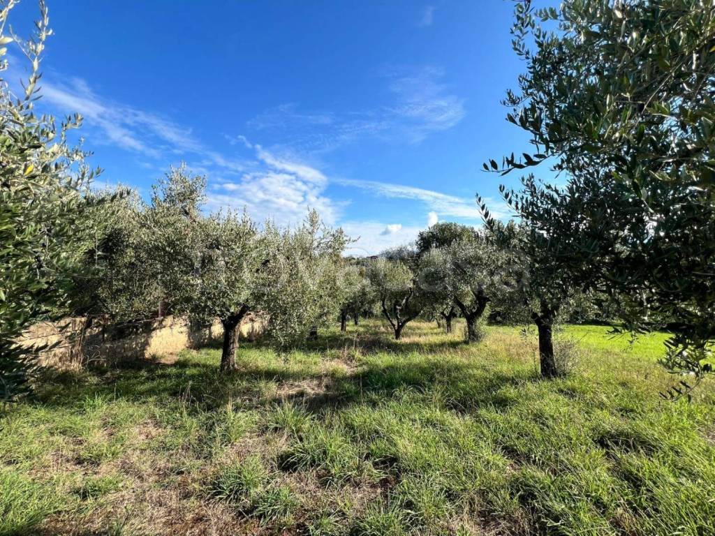 immagine annuncio 5 di 10