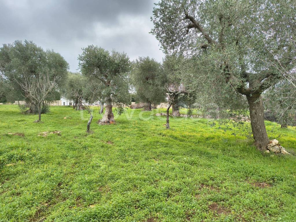 immagine annuncio 6 di 12