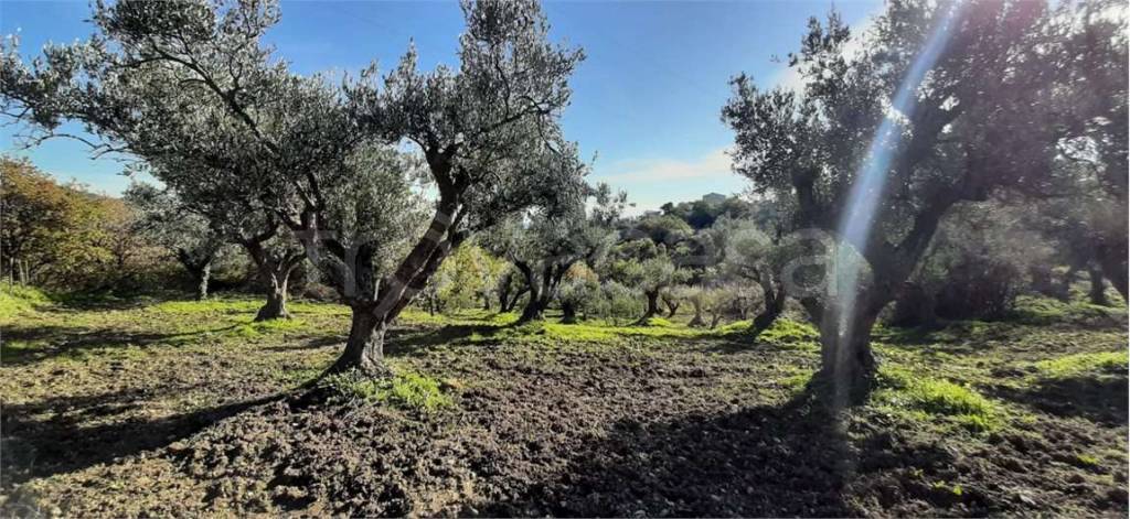 immagine annuncio 1 di 8