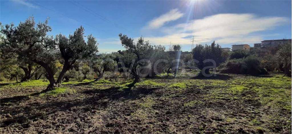 immagine annuncio 5 di 8