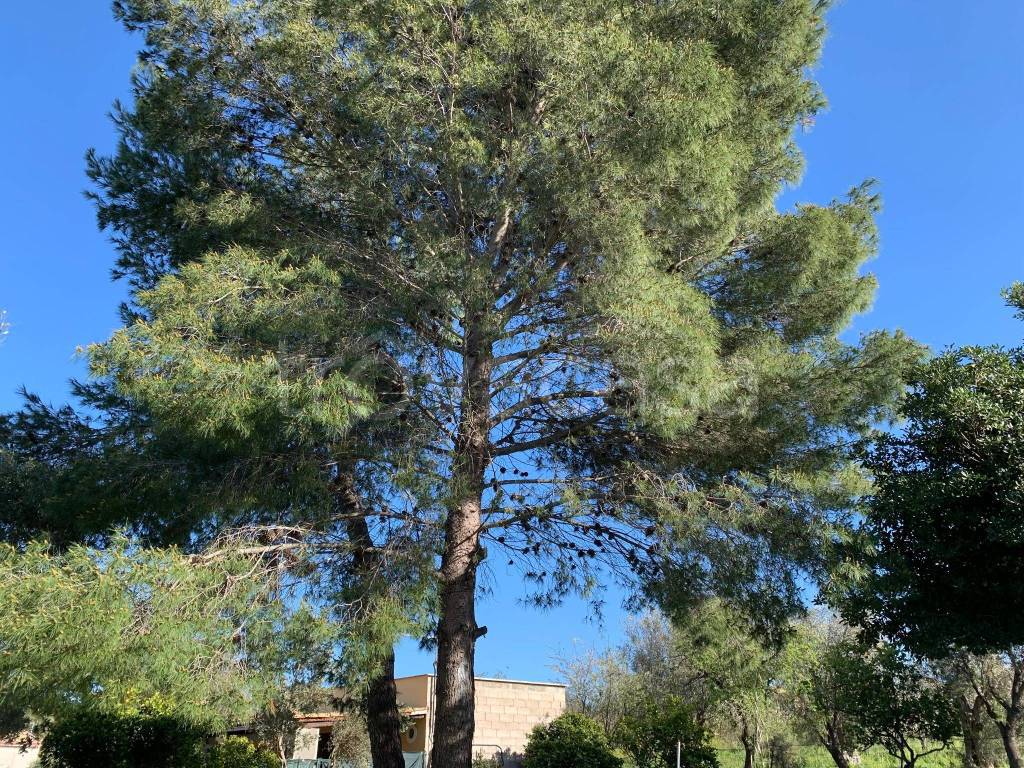 immagine annuncio 5 di 12