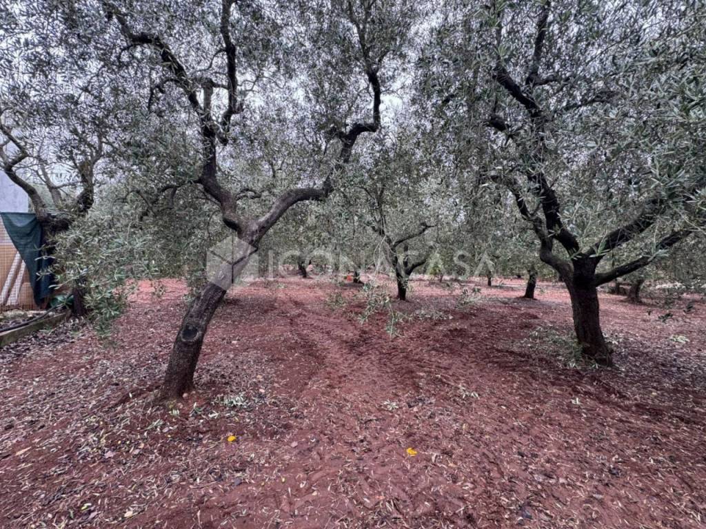 immagine annuncio 2 di 14