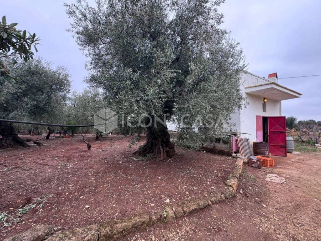 immagine annuncio 8 di 14