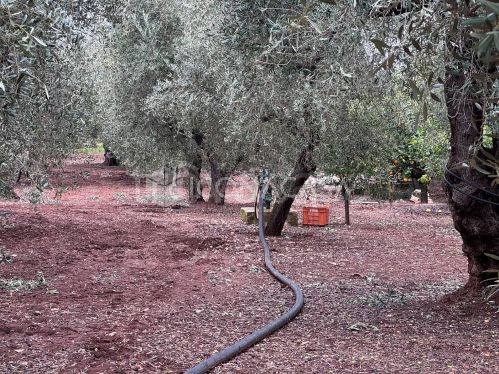 immagine annuncio 9 di 14