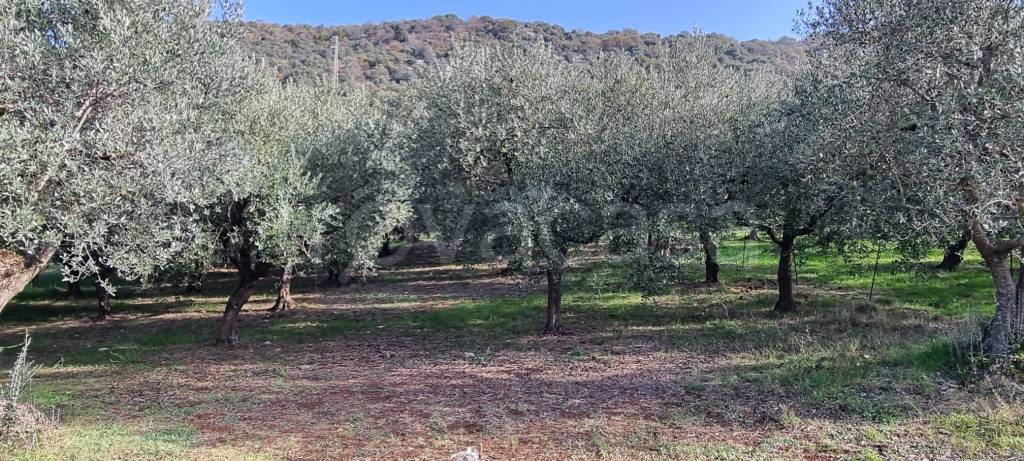 immagine annuncio 2 di 8