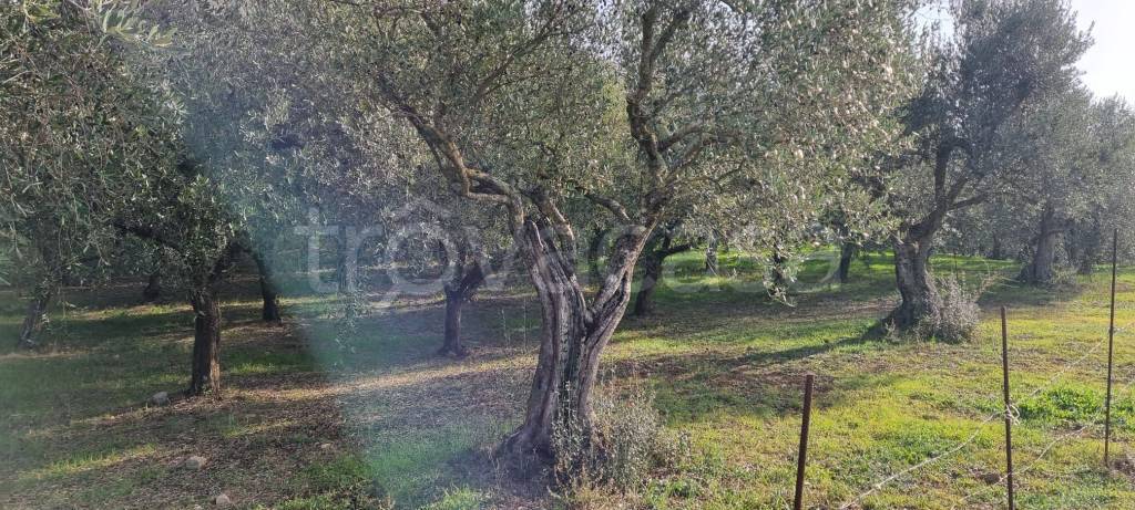 immagine annuncio 5 di 8