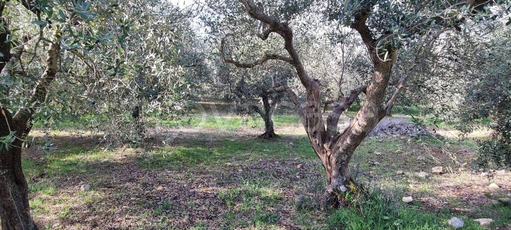 immagine annuncio 7 di 8