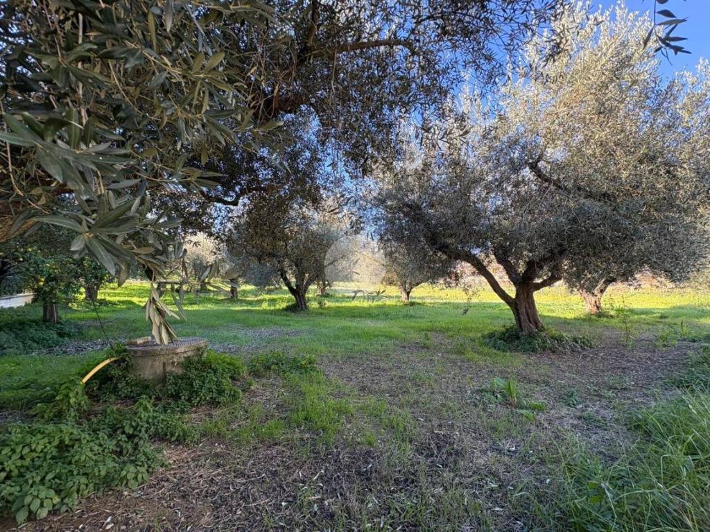 immagine annuncio 4 di 12