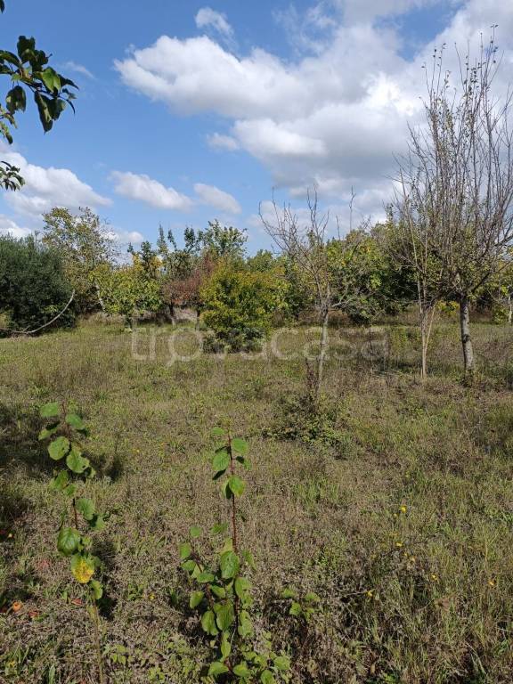 immagine annuncio 3 di 9