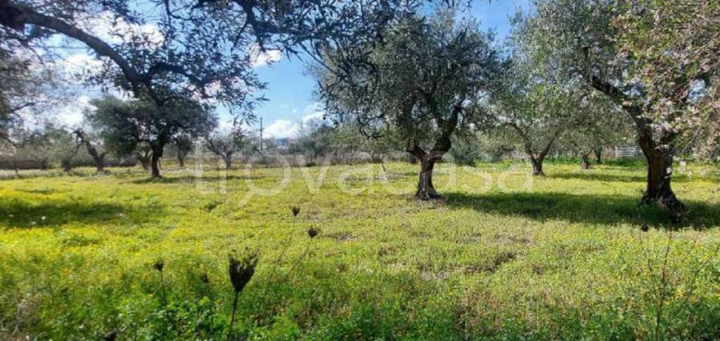 immagine annuncio 3 di 7