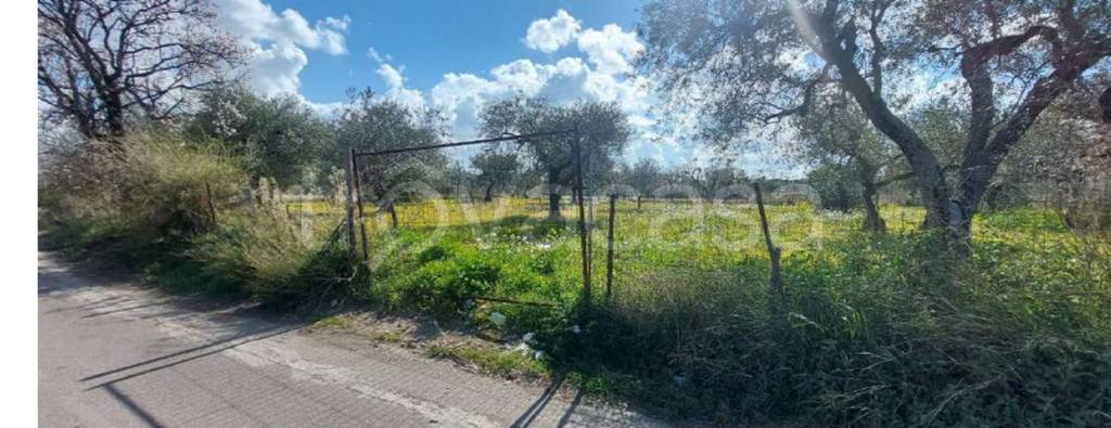 immagine annuncio 4 di 7