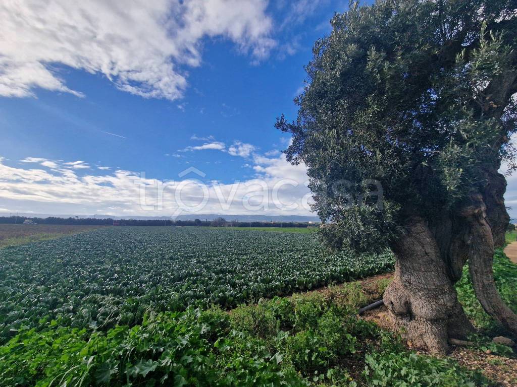 immagine annuncio 2 di 13