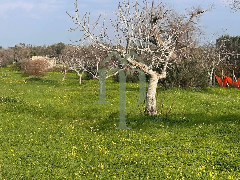 immagine annuncio 7 di 9