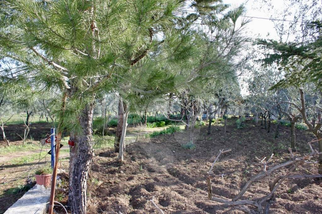 immagine annuncio 1 di 8