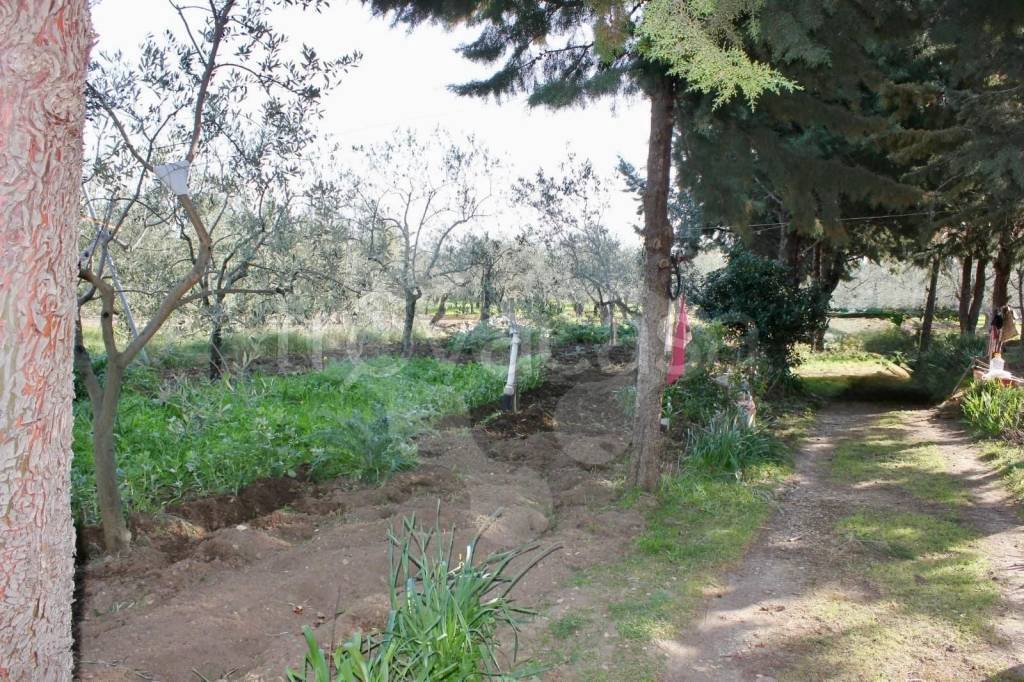 immagine annuncio 2 di 8