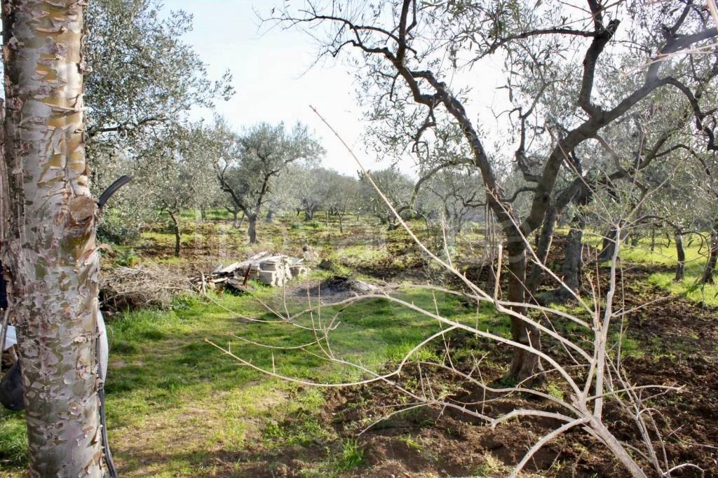 immagine annuncio 3 di 8