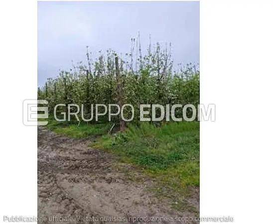 immagine annuncio 1 di 8