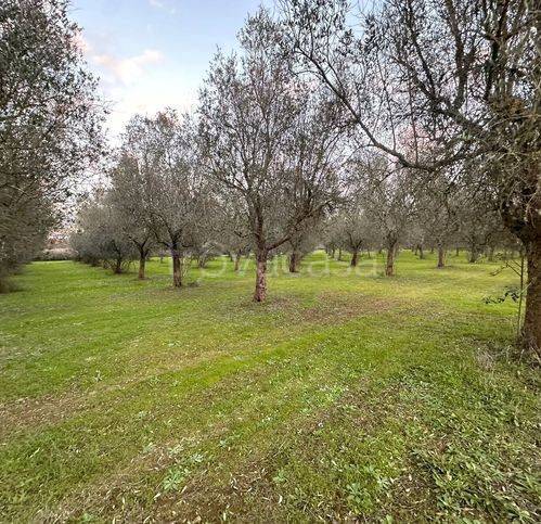 immagine annuncio 6 di 14