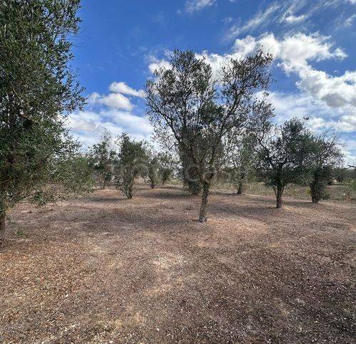 immagine annuncio 3 di 7