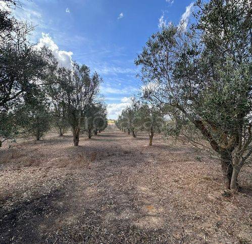 immagine annuncio 4 di 7