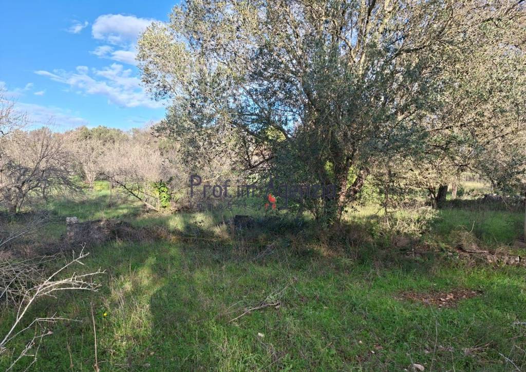 immagine annuncio 9 di 11