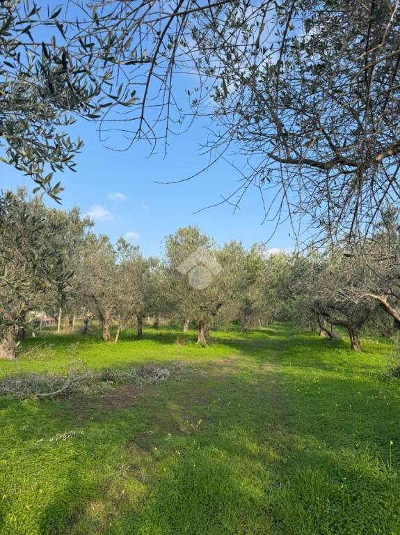 immagine annuncio 1 di 9