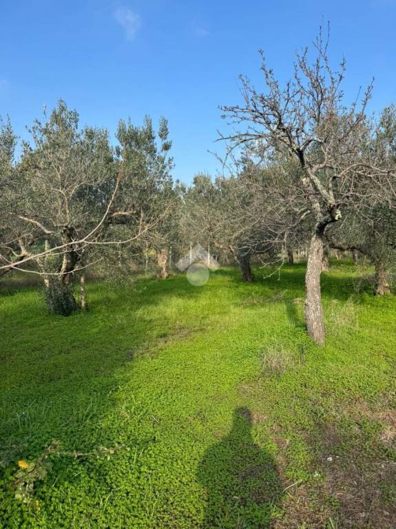 immagine annuncio 3 di 9