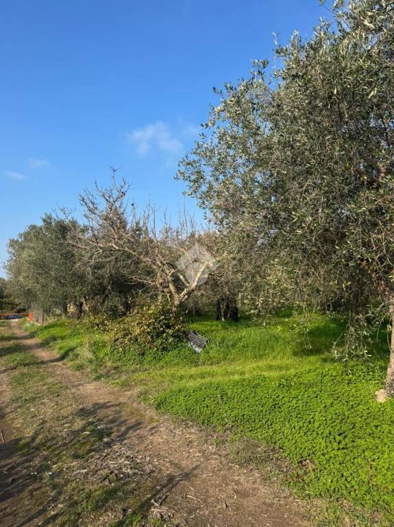 immagine annuncio 5 di 9