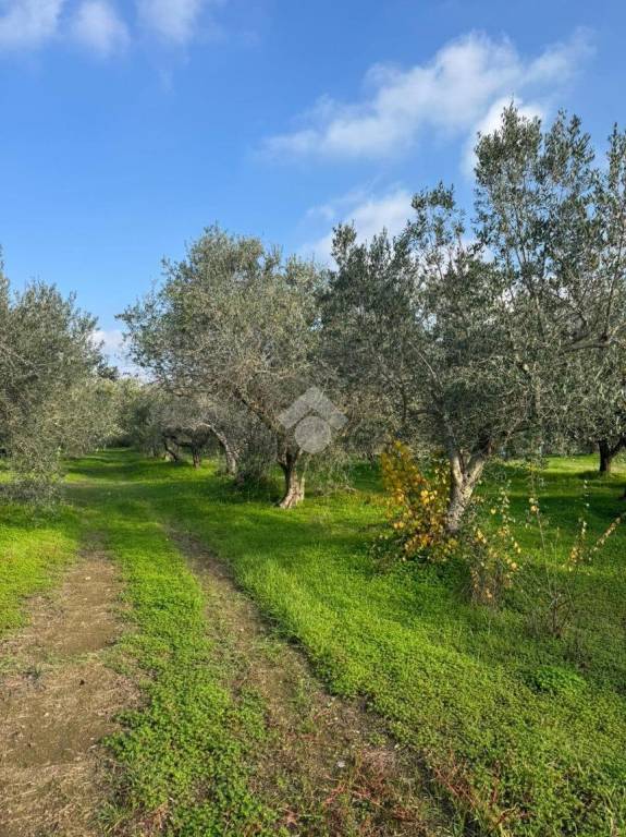 immagine annuncio 6 di 9