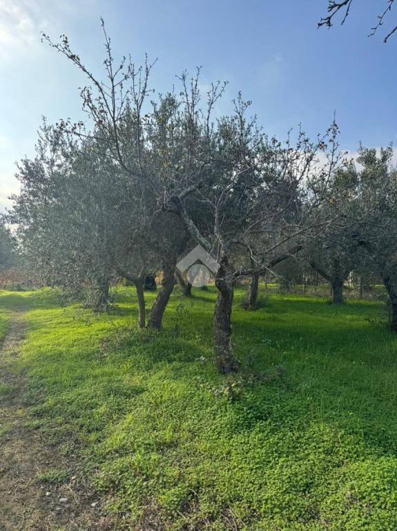 immagine annuncio 8 di 9