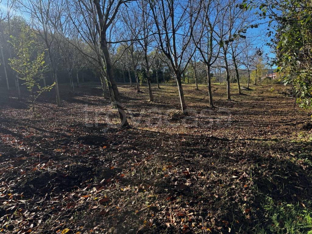 immagine annuncio 4 di 6