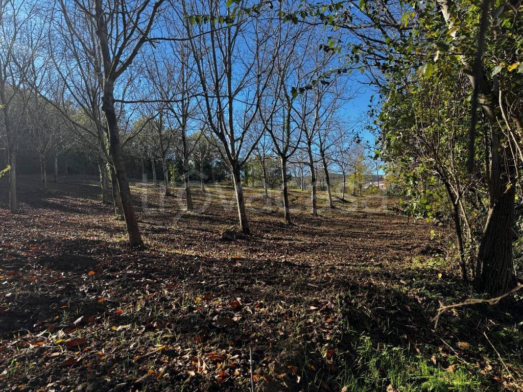 immagine annuncio 5 di 6