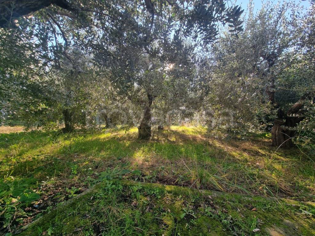 immagine annuncio 6 di 8