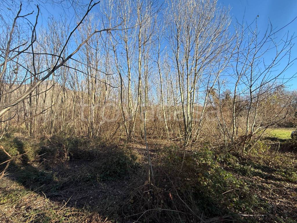 immagine annuncio 2 di 6