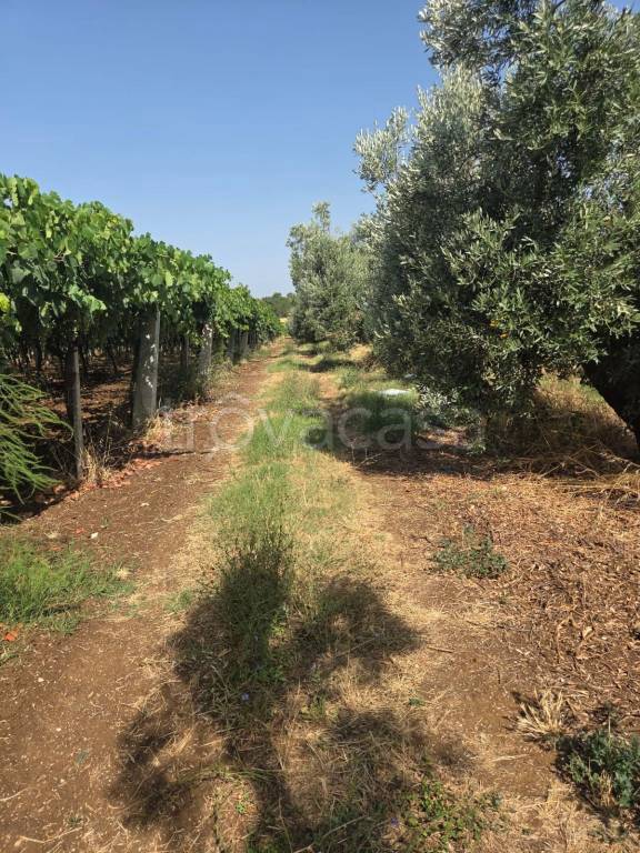 immagine annuncio 6 di 14