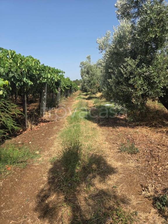 immagine annuncio 7 di 14