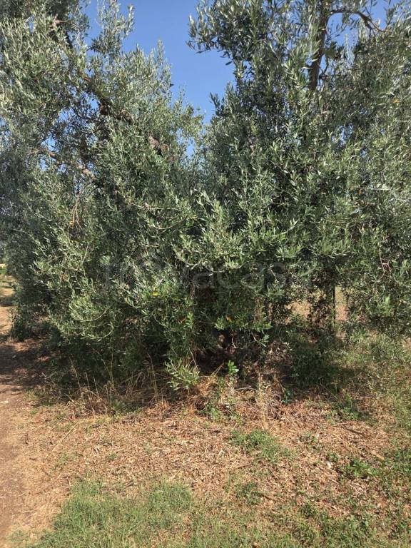 immagine annuncio 9 di 14