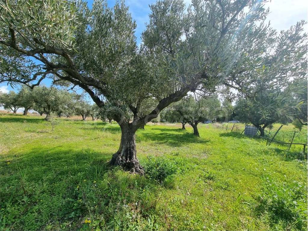 immagine annuncio 6 di 8