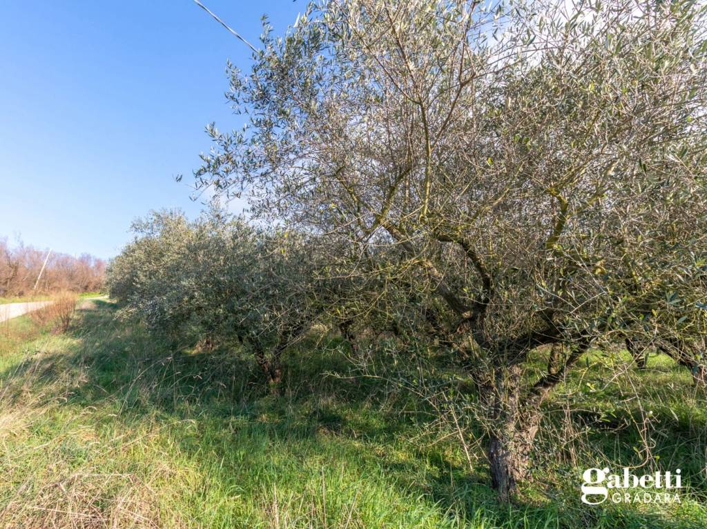 immagine annuncio 5 di 14