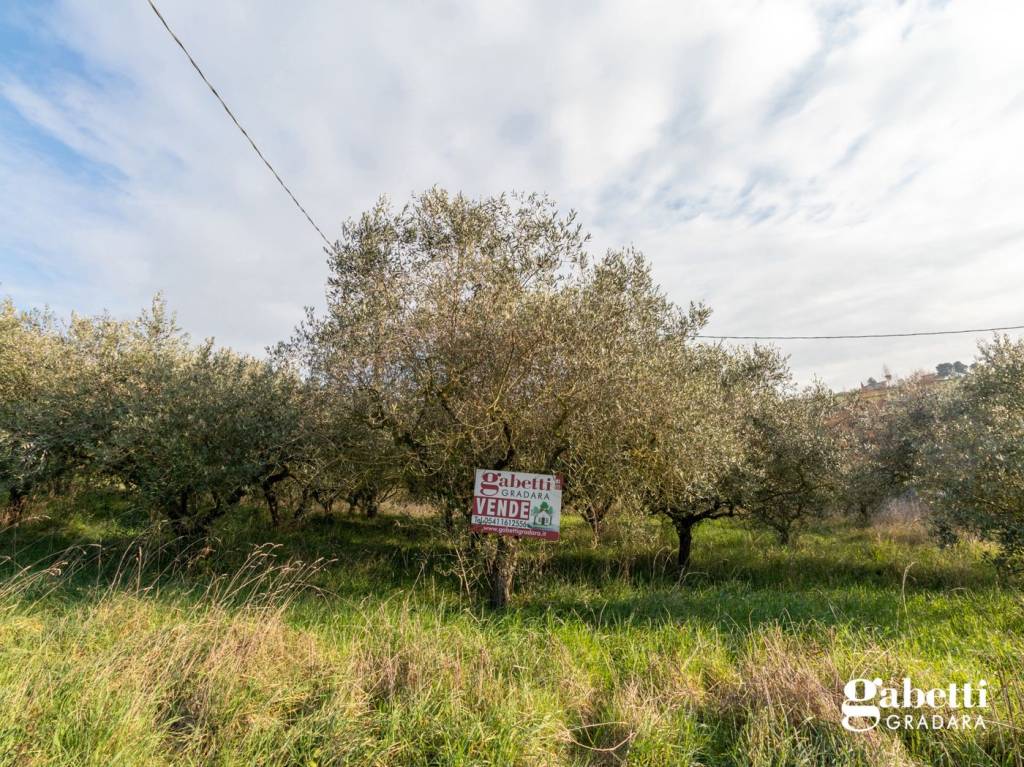 immagine annuncio 6 di 14