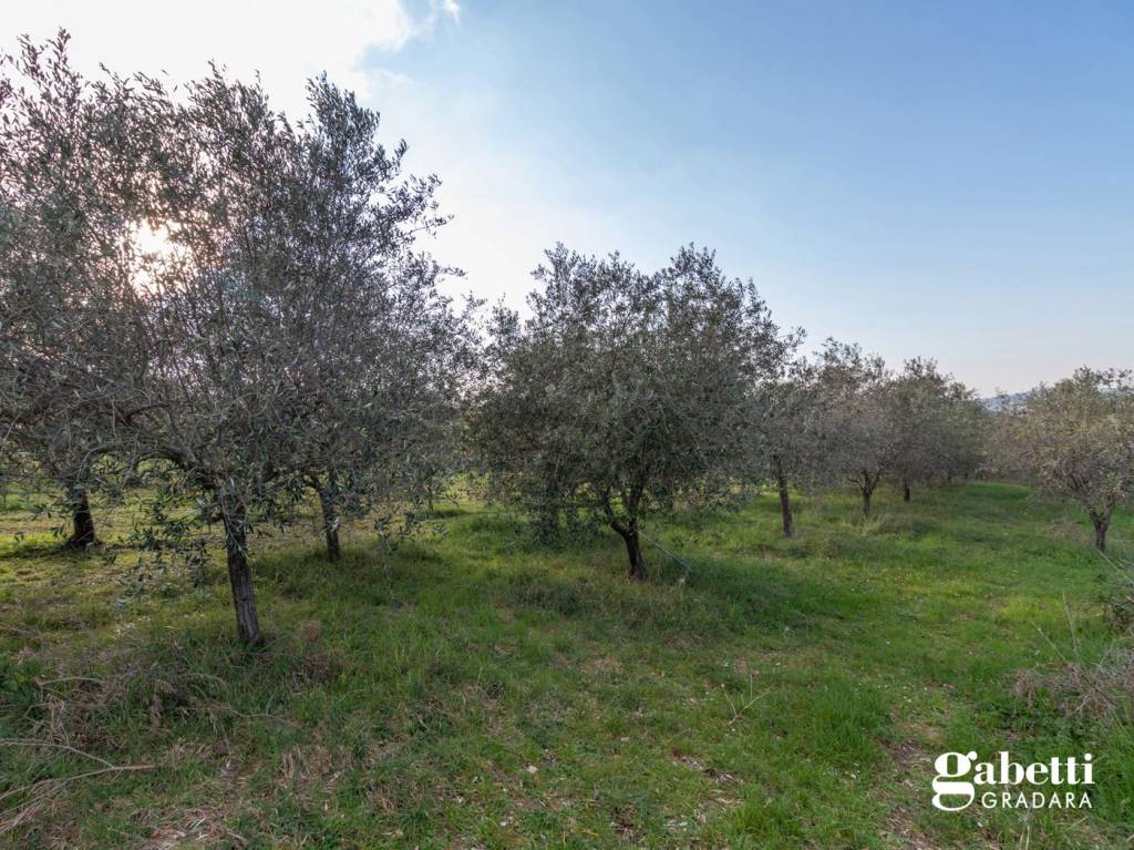 immagine annuncio 12 di 14