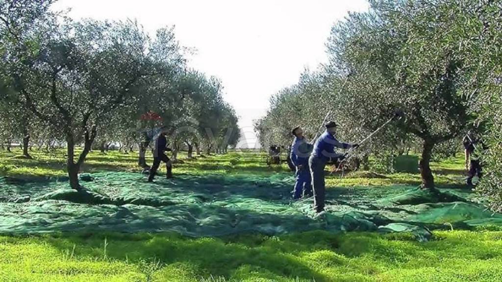 immagine annuncio 1 di 6