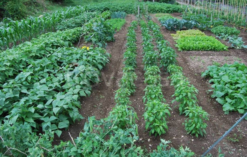 immagine annuncio 4 di 6