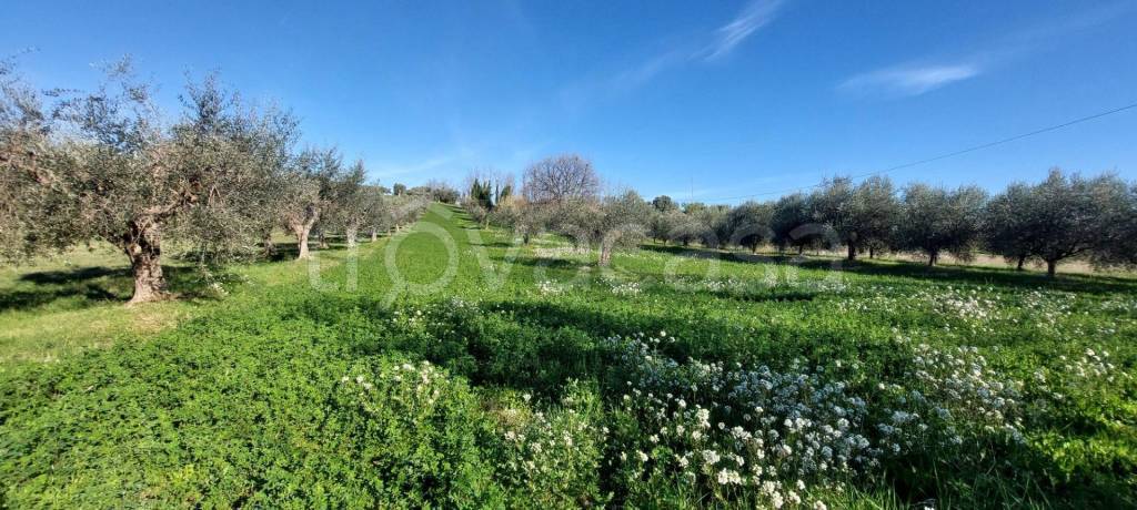 immagine annuncio 10 di 12