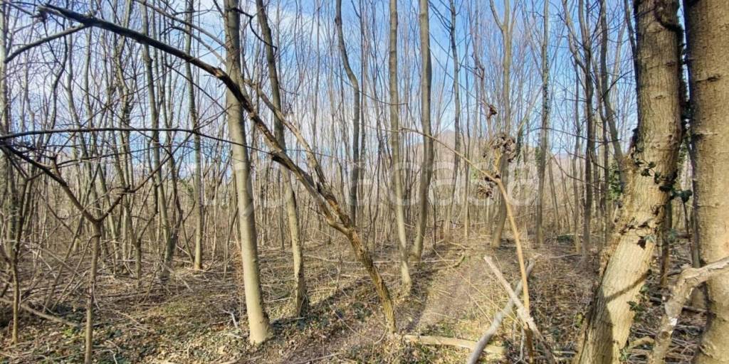 immagine annuncio 4 di 6