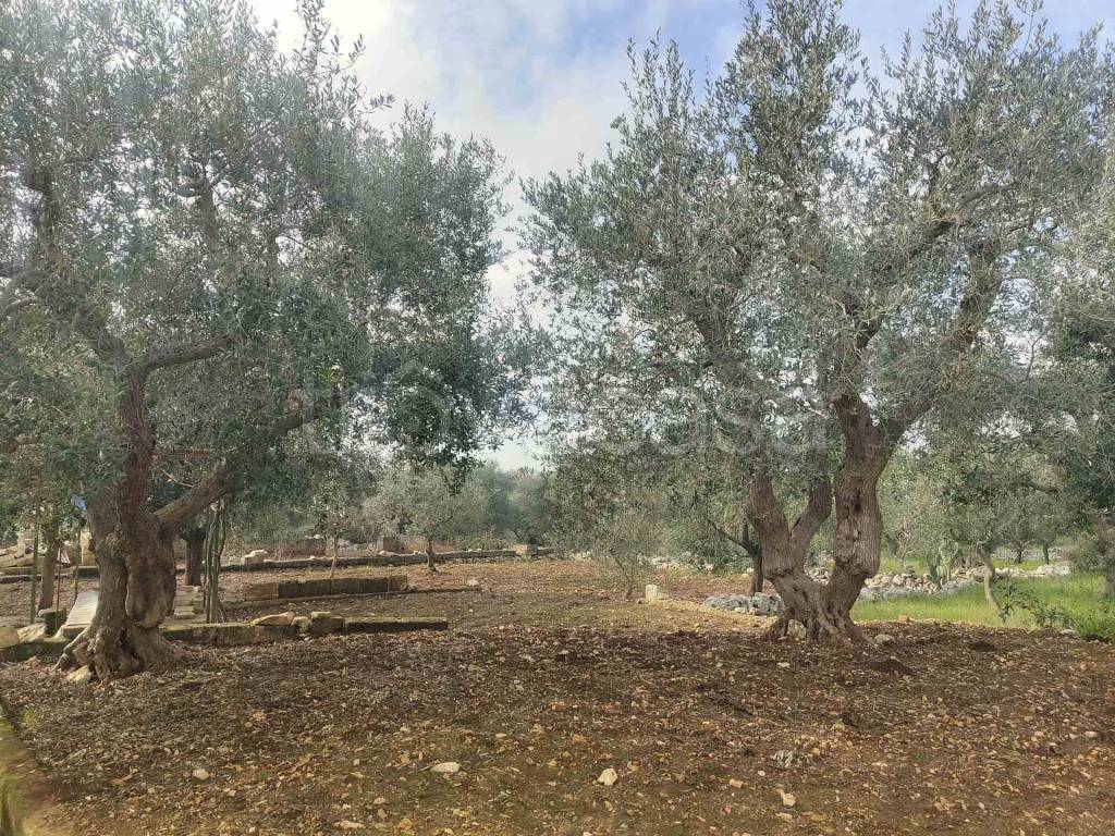 immagine annuncio 11 di 12